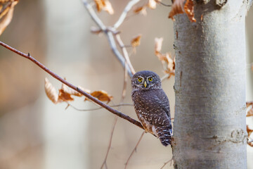 Close-up of tiny Pygmy Owl (Glaucidium passerinum) perched alertly on mossy branch against blurred birch trunk, with spotted brown feathers and piercing yellow eyes in soft light
