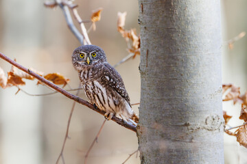 Close-up of tiny Pygmy Owl (Glaucidium passerinum) perched alertly on mossy branch against blurred birch trunk, with spotted brown feathers and piercing yellow eyes in soft light