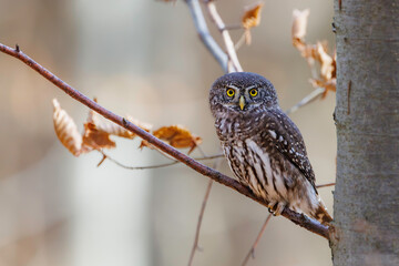 Close-up of tiny Pygmy Owl (Glaucidium passerinum) perched alertly on mossy branch against blurred birch trunk, with spotted brown feathers and piercing yellow eyes in soft light