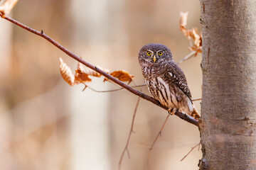 Close-up of tiny Pygmy Owl (Glaucidium passerinum) perched alertly on mossy branch against blurred birch trunk, with spotted brown feathers and piercing yellow eyes in soft light