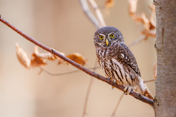 Close-up of tiny Pygmy Owl (Glaucidium passerinum) perched alertly on mossy branch against blurred birch trunk, with spotted brown feathers and piercing yellow eyes in soft light