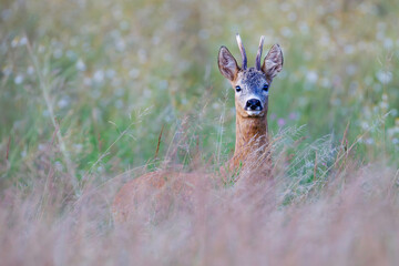 Male roe deer (Capreolus capreolus) standing alert in green meadow. Elegant wild ungulate with small antlers in natural habitat, soft background, European wildlife.