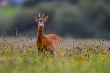 Male roe deer (Capreolus capreolus) standing alert in green meadow. Elegant wild ungulate with small antlers in natural habitat, soft background, European wildlife.