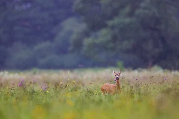 Selbstklebende Fototapeten Rehe Young roe deer (Capreolus capreolus) standing in lush green meadow, reddish-brown coat, large ears raised, blurred forest background.  © Branislav