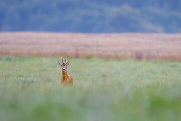 Male roe deer (Capreolus capreolus) standing alert in green meadow. Elegant wild ungulate with small antlers in natural habitat, soft background, European wildlife.