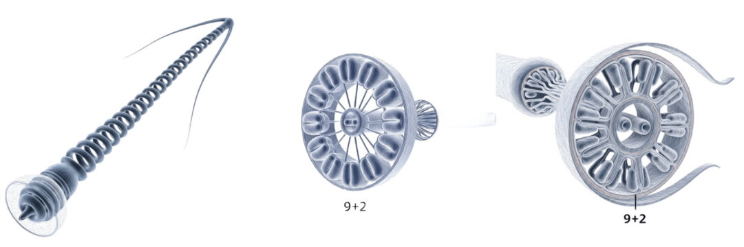 Cell Ribosome (70S, 80S) Molecular Machine Composed of rRNA and Proteins Responsible for Protein Synthesis in Prokaryotic and Eukaryotic Cells Isolated on White Background