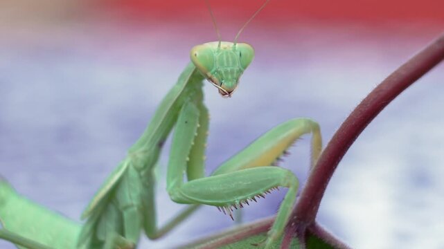 A close-up of a green praying mantis resting on a leaf, showcasing its intricate details and posture, symbolizing nature's beauty and the wonder of insect life.