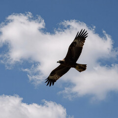 Obraz premium Clouds against a clear blue sky