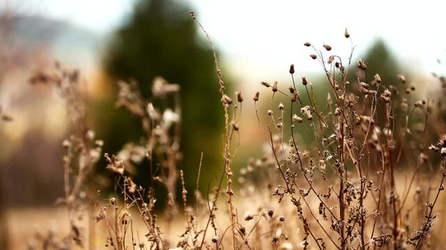 Dry meadow plants and seed heads captured in soft autumn light with blurred countryside background. Minimal natural composition with earthy tones and seasonal mood. Ideal for themes of fall nature.