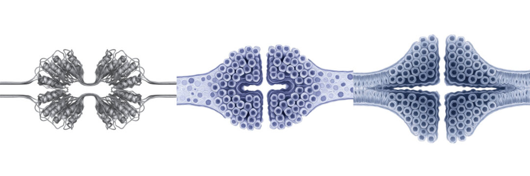 Cell Lysosome (Lysosoma) Membrane-Bound Organelle Containing Hydrolytic Enzymes for Intracellular Digestion, Waste Recycling and Cellular Defense in Eukaryotic Cells Isolated on White Background