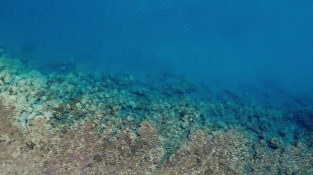 Coral Reef Aerial Drone Footage from Hawaii
