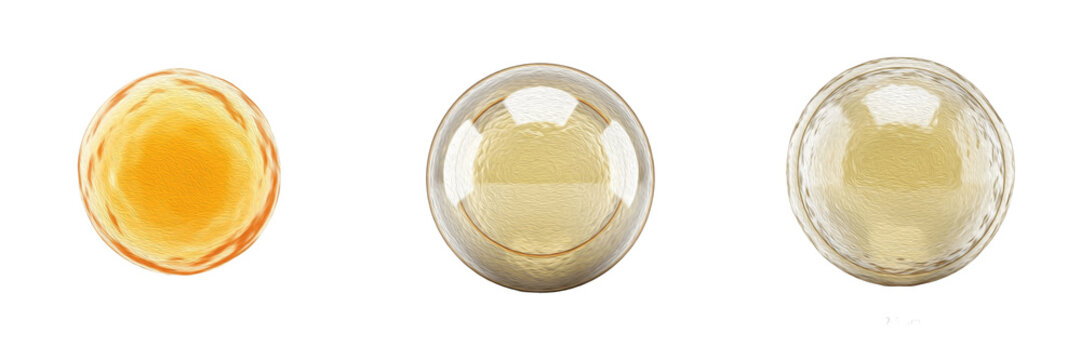 Cell Glyoxysome Specialized Peroxisome in Plant Cells Containing Enzymes for Fatty Acid Conversion into Carbohydrates During Seed Germination, Supporting Metabolic Activity Isolated on White Backgroun