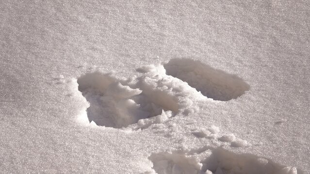 Kolorowa papuga siedząca na drzewie