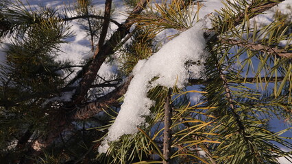 Śnieg w zbliżeniu oświetlony promieniami słońca i widoczny na konarach sosny, między igłami.  © tomo81