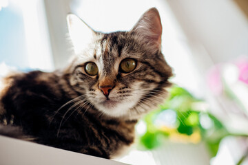 Portrait of a striped domestic cat. Close-up of a cat's face.