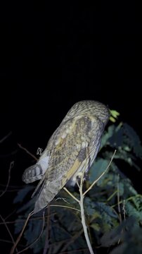 close up video of Long Eared owl with big eyes stares at the camera. The owl is perched on a tree branch, looking directly at the viewer during the night time