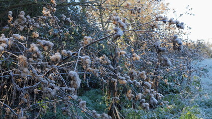 Paesaggio invernale, piante coperte di ghiaccio