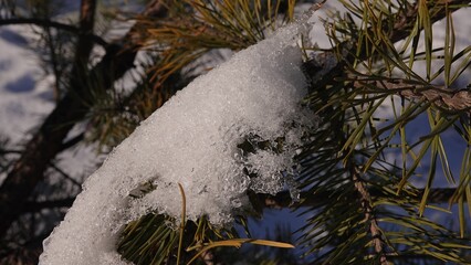 Śnieg w zbliżeniu oświetlony promieniami słońca i widoczny na konarach sosny, między igłami.  © tomo81