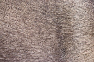 fur texture background closeup 