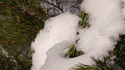 Śnieg w zbliżeniu oświetlony promieniami słońca i widoczny na konarach sosny, między igłami.  © tomo81