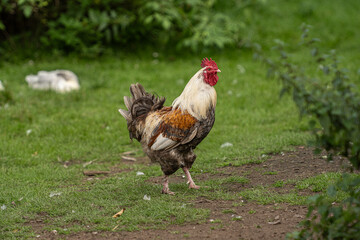 Rural rooster Gallus gallus domesticus standing alert in farmyard.