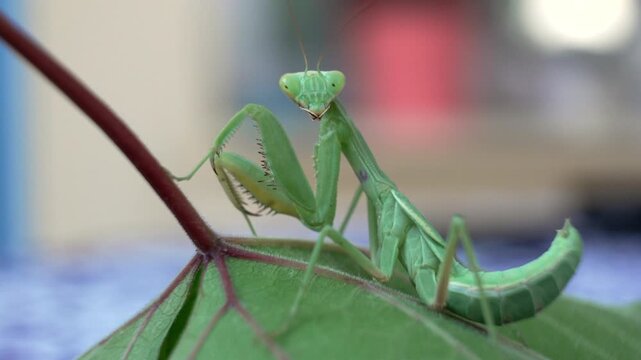 A close-up of a green praying mantis resting on a leaf, showcasing its intricate details and posture, symbolizing nature's beauty and the wonder of insect life.
