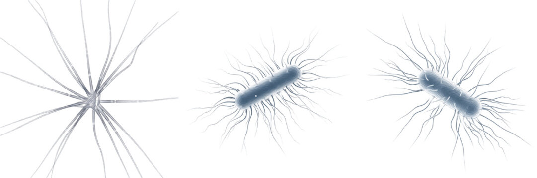 Cell Nucleolus Organizer Region (NOR) Chromosomal Segment Containing rRNA Genes, Driving Nucleolus Formation, Ribosome Biogenesis and RNA Synthesis in Eukaryotic Cells Isolated on White Background