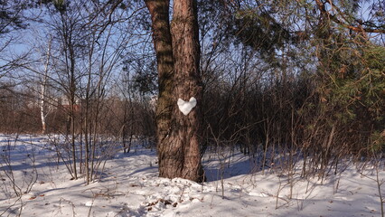 Serce ze śniegu widoczne na pniu drzewa w słoneczny, mroźny dzień © tomo81