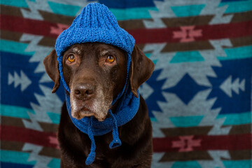 Labrador Retriever Dog in blue hat and scarf sits on floor with a sad face against colored background. animals are like people, taking care pet. purebred domestic animal clothing. High quality photo
