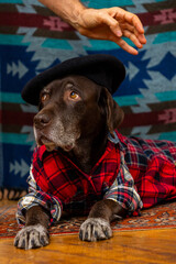 dog in a red shirt and black beret is lying on floor with sad face. owner's hands adjust the hat on pet's head. Animals are like people, taking care of a dog. portrait