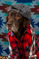 Labrador Retriever Dog in red shirt and gray baseball cap sits on floor with sad face. animals are like people, taking care of dog. pedigreed domestic pet, posing, animal clothing. High quality photo