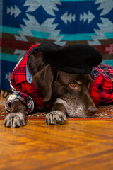 dog in a red shirt and black beret is lying on floor with sad face. owner's hands adjust the hat on pet's head. Animals are like people, taking care of a dog. portrait