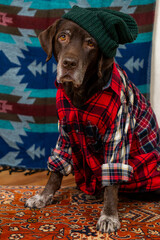 Labrador Retriever Dog in red shirt and green hat sits on floor with sad face against colored background. animals are like people, taking care of pet, posing, animal clothing. High quality photo