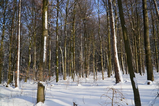Beautiful view of the snow covered forest in Deister, Lower Saxony, Germany. Healthy mixed forest, where some of the tree trunks are covered with snow on the sides.