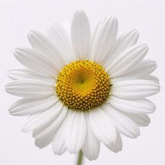 Close-up of an isolated white daisy with yellow center on a plain white background, ideal for graphic design