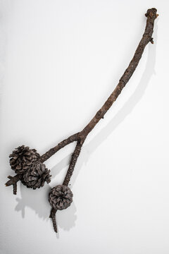 Twig with pine cones on white surface