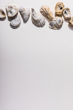 seashells on white surface overhead