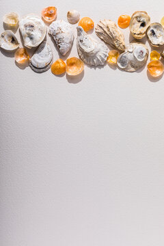 seashells on white surface overhead