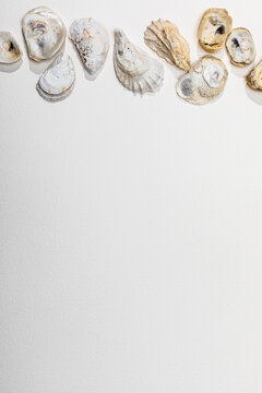 seashells on white surface overhead