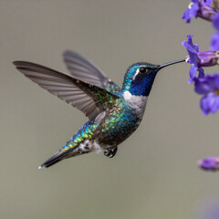 Obraz premium Blue hummingbird feeding on a purple flower, isolated with blurred background