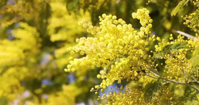 beautiful blooming mimosa close-up on a spring day

