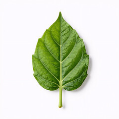 Obraz premium Green energy icon set featuring leaf-inspired renewable eco power logo designs