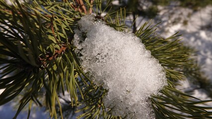 Śnieg w zbliżeniu oświetlony promieniami słońca i widoczny na konarach sosny, między igłami.  © tomo81