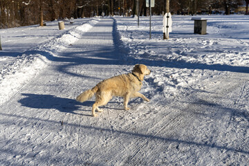 Golden Retriever Trotting Sunny Snow Path Park Trail