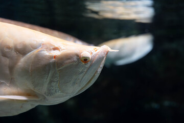Macro profile portrait of Silver Arowana fish head swimming near the water surface: Detailed view of scales and eye. The fish's stern, serious, and strict gaze © Aisylu