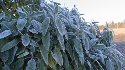 Foglie di salvia coperte di brina durante inverno