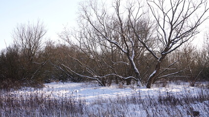 Śnieg i zaspy w lesie i nad rzeką. Piękny zimowy krajobraz. Ziemia pokryta grubą warstwą śniegu. © tomo81