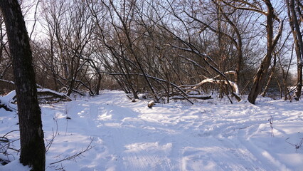 Śnieg i zaspy w lesie i nad rzeką. Piękny zimowy krajobraz. Ziemia pokryta grubą warstwą śniegu. © tomo81