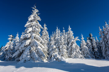 Snow Covered Pine Trees Under Clear Blue Winter Sky.
Snow covered pine trees stand in a pristine winter forest under a deep blue sky, capturing cold weather, fresh snow and peaceful alpine nature.