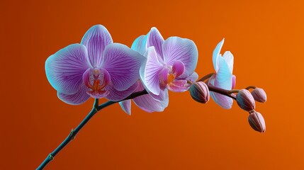 A purple and white orchid is shown on a red background. Concept of elegance and beauty, as the delicate flower stands out against the warm, vibrant orange background. The contrast between the soft